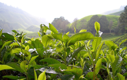 Tea, lots and lots of Tea